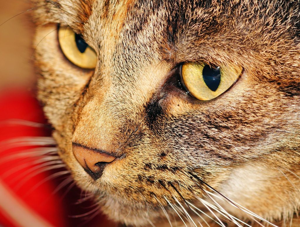 Chat expressif au regard attentif