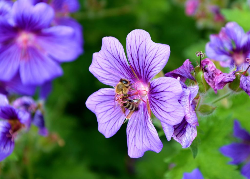 Abeille pollinisant une fleur