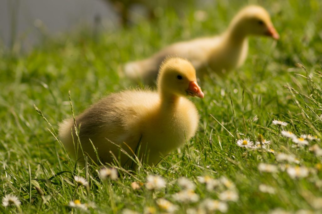 Jeune caneton au duvet jaune dans l herbe