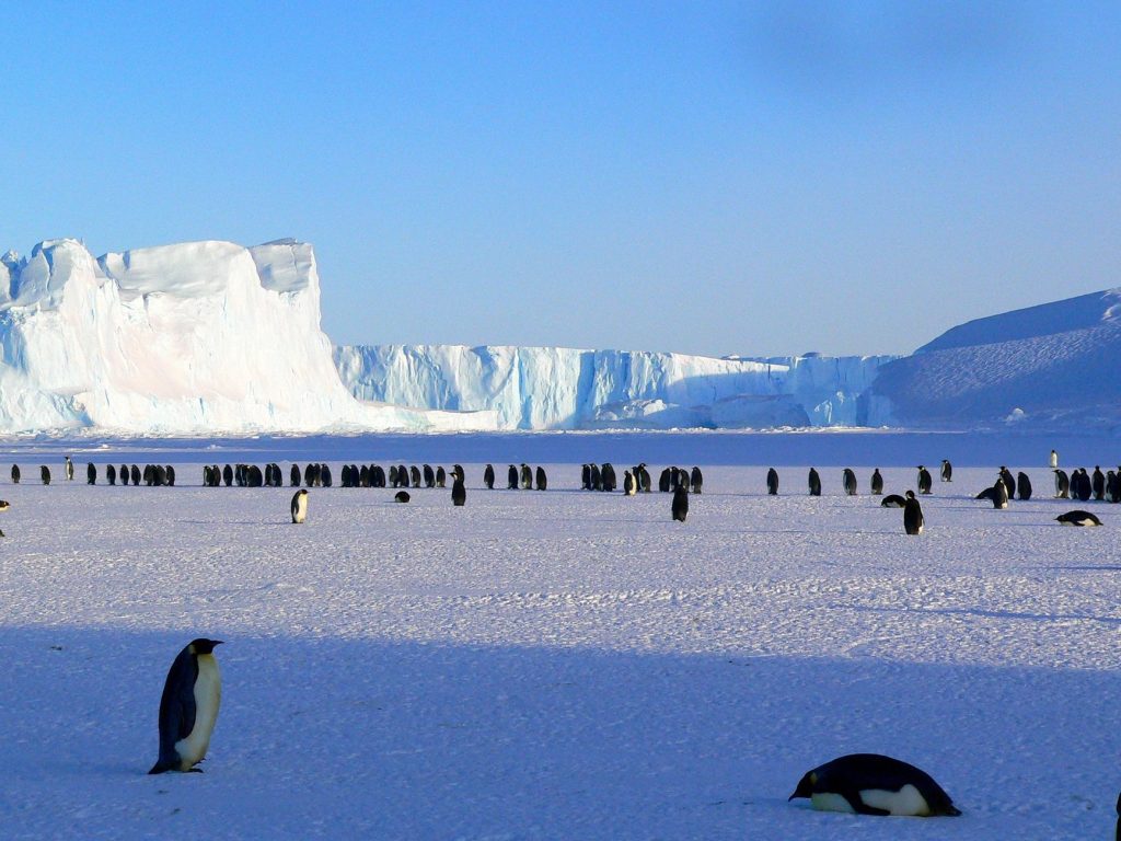 Colonie de manchots empereurs sur la banquise antarctique