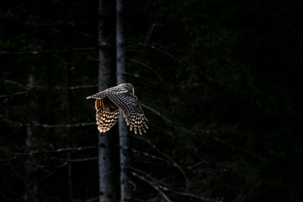 Chouette hulotte en vol nocturne
