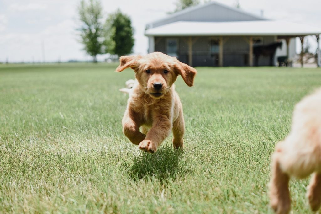 Golden Retriever courant joyeusement dans un champ