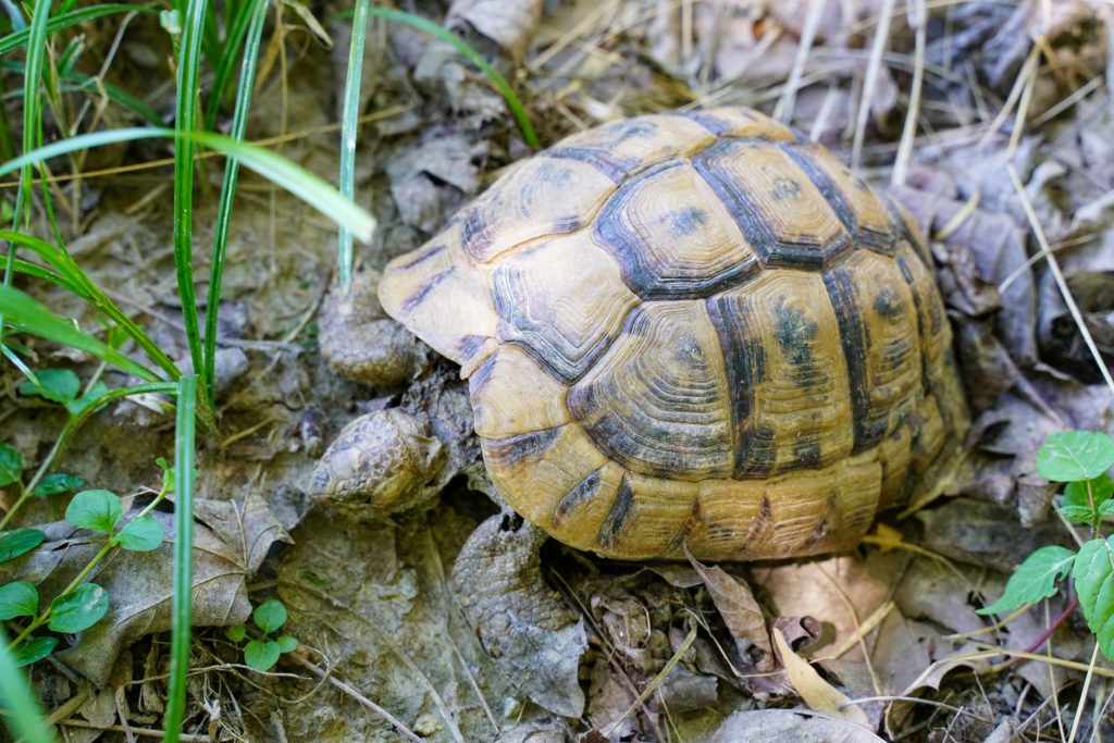 Tortue d Hermann dans la garrigue