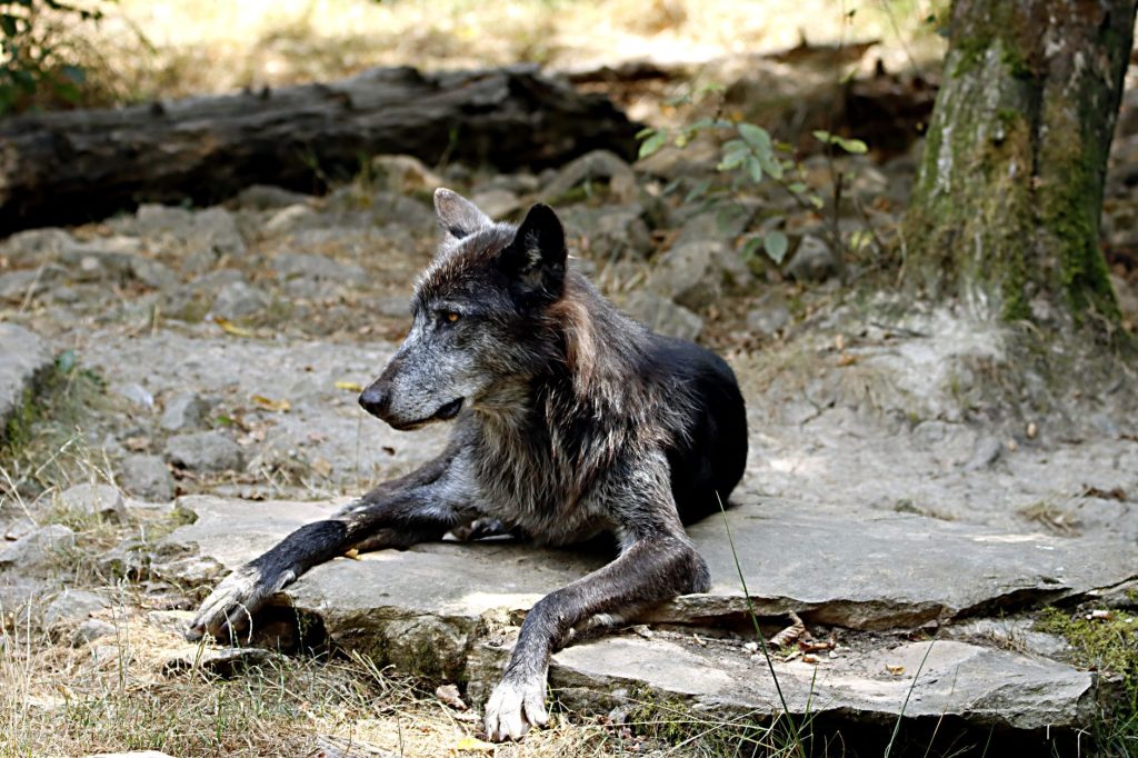 Loup