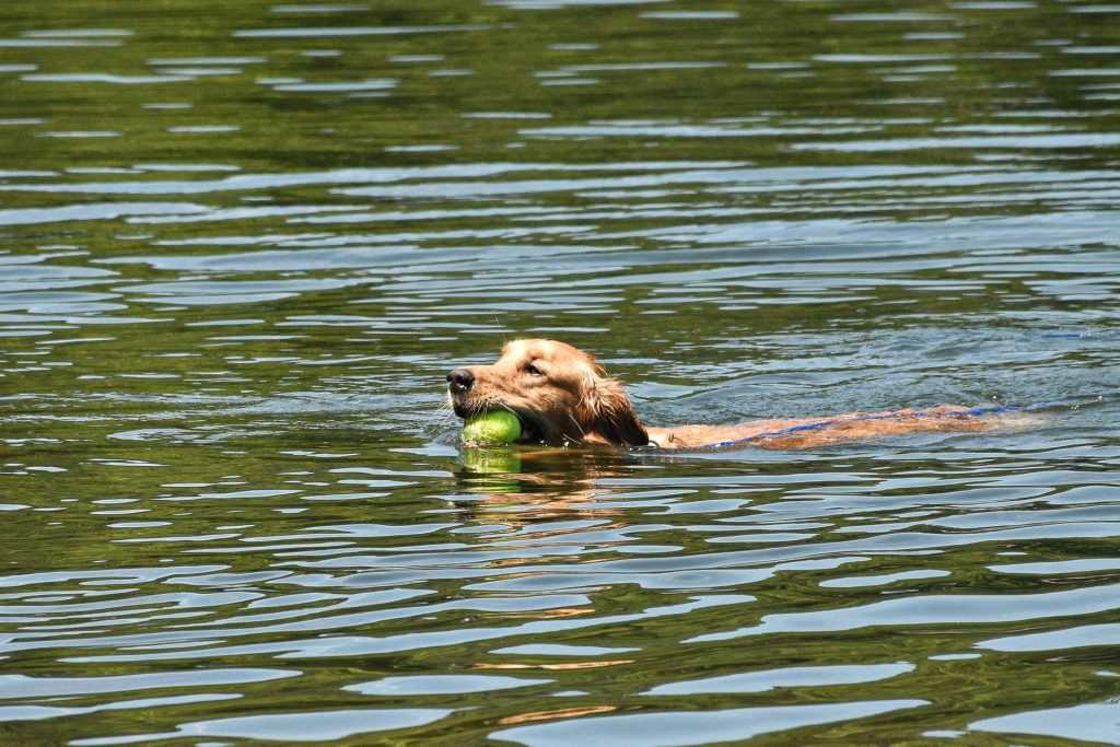 Golden Retriever nageant dans l'eau pour rapporter