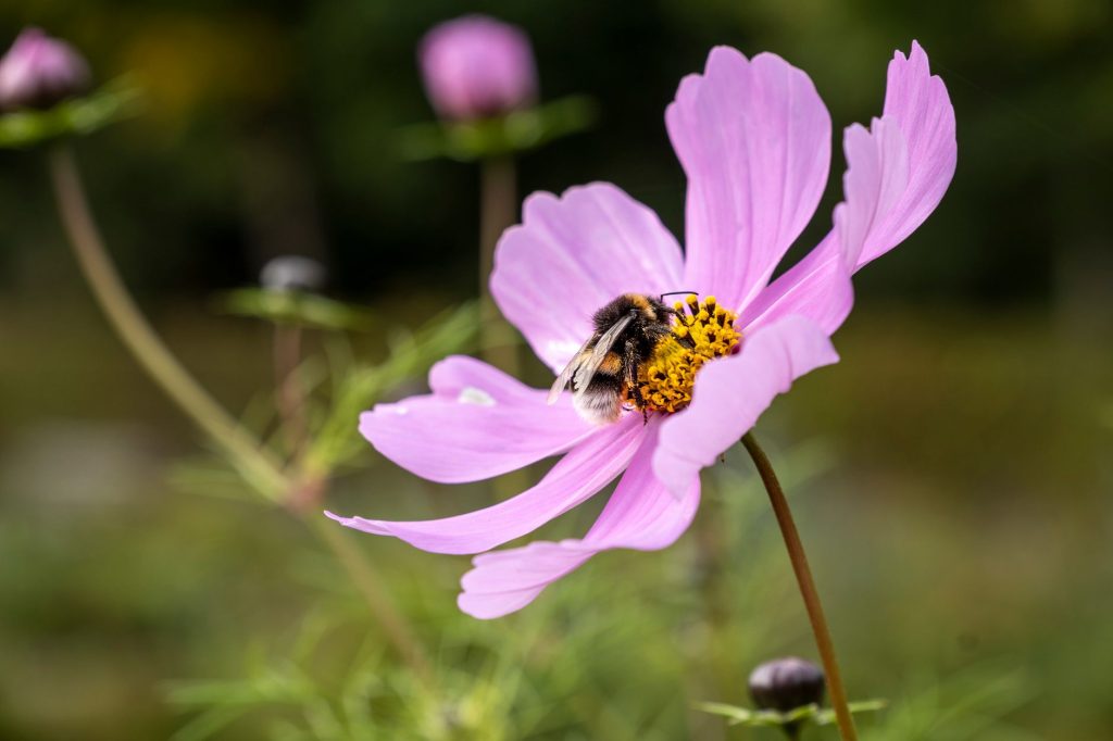 Abeille butinant