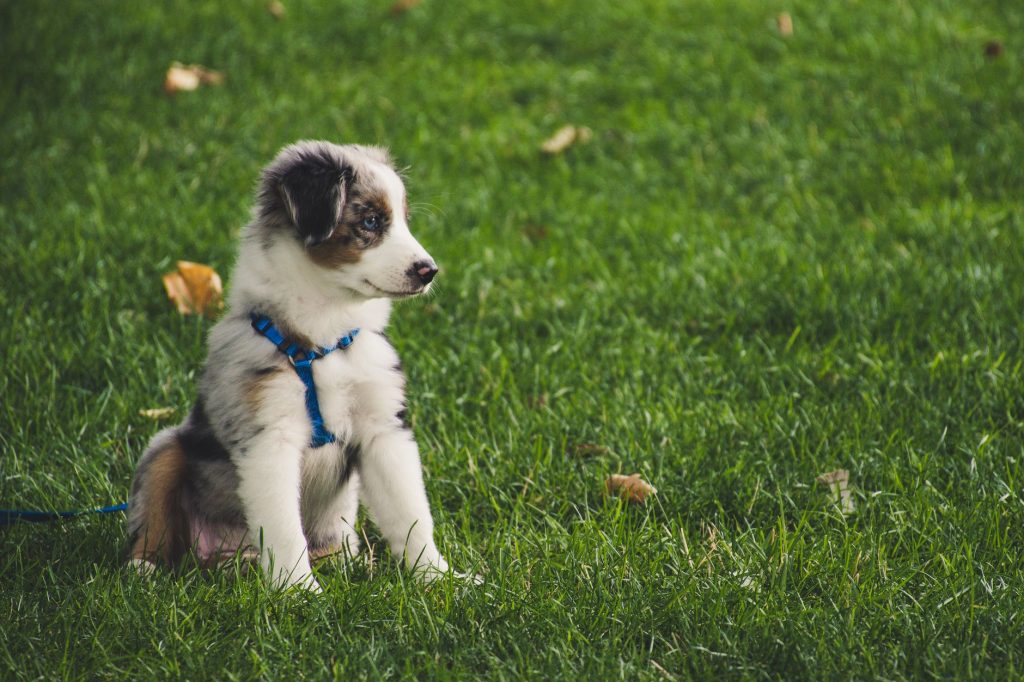 Éducation d un chiot en extérieur