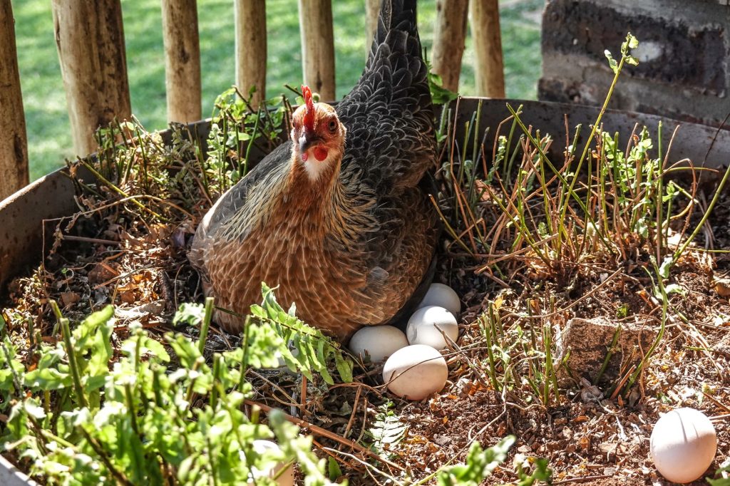Poule rousse et ses oeufs