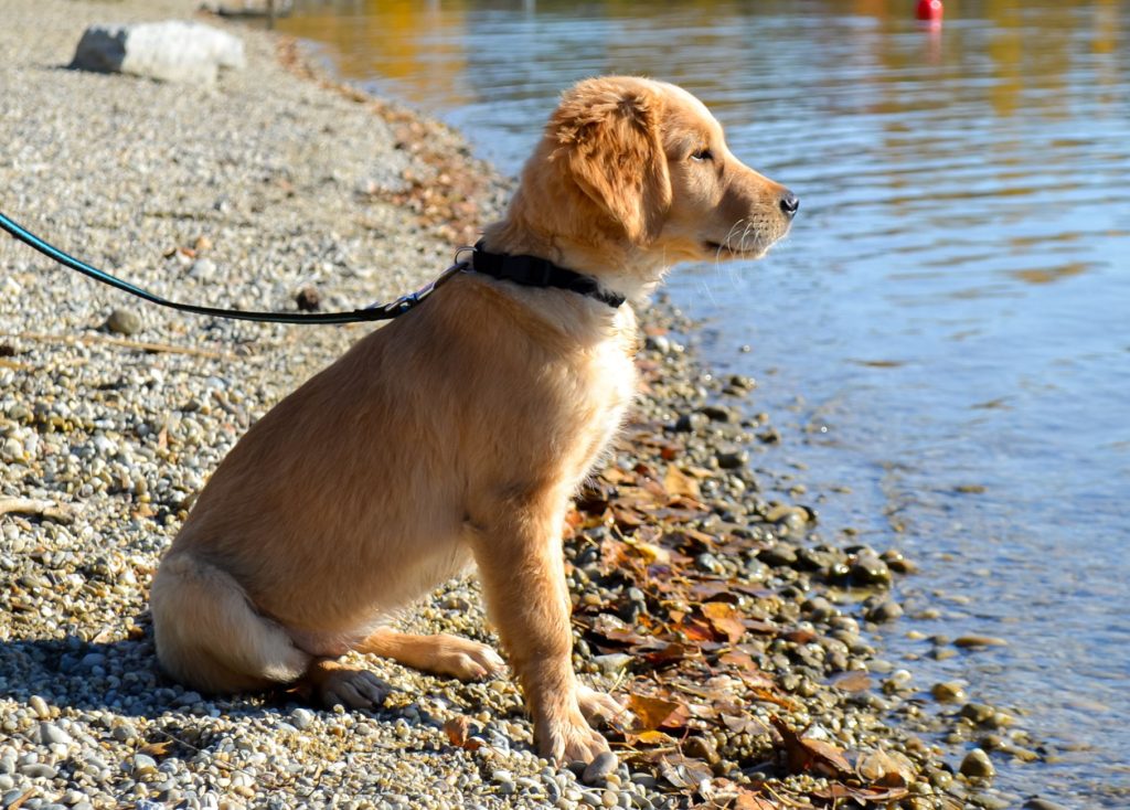 Chiot Golden Retriever assis dans l'herbe