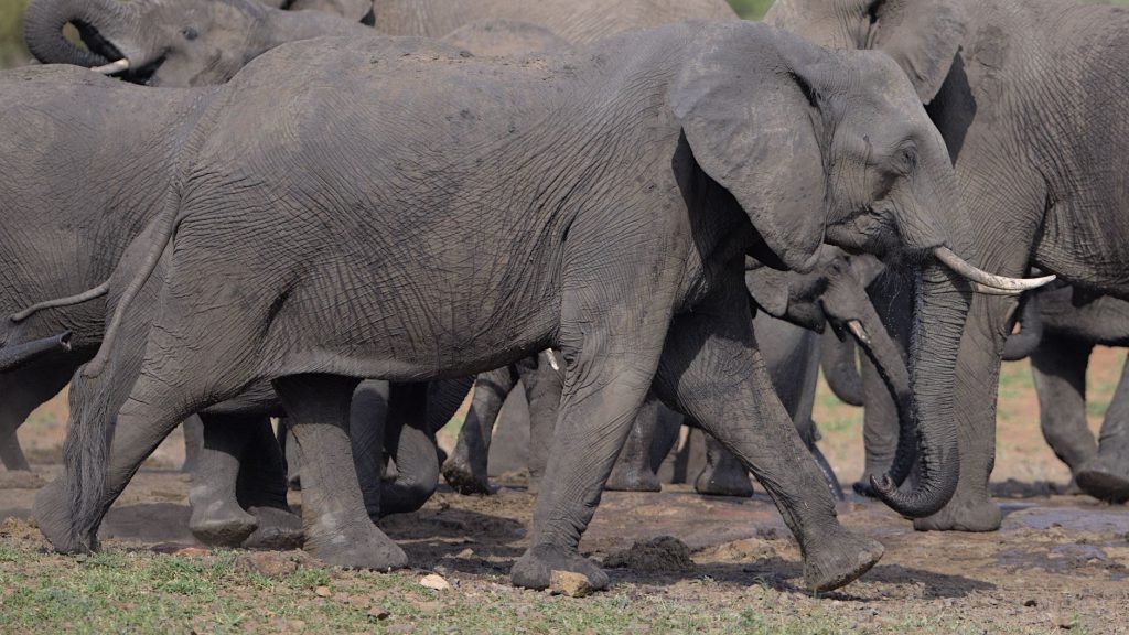 Troupeau d'éléphants d'Afrique traversant la savane