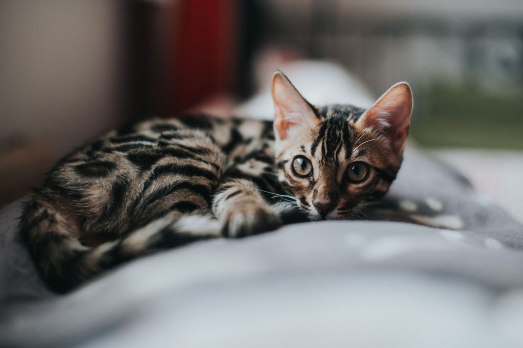 Chat Bengal en mouvement dans un intérieur