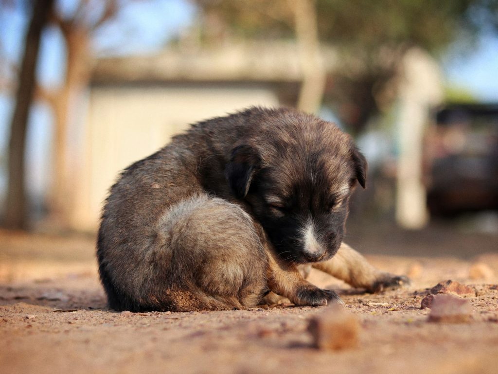 Chiot