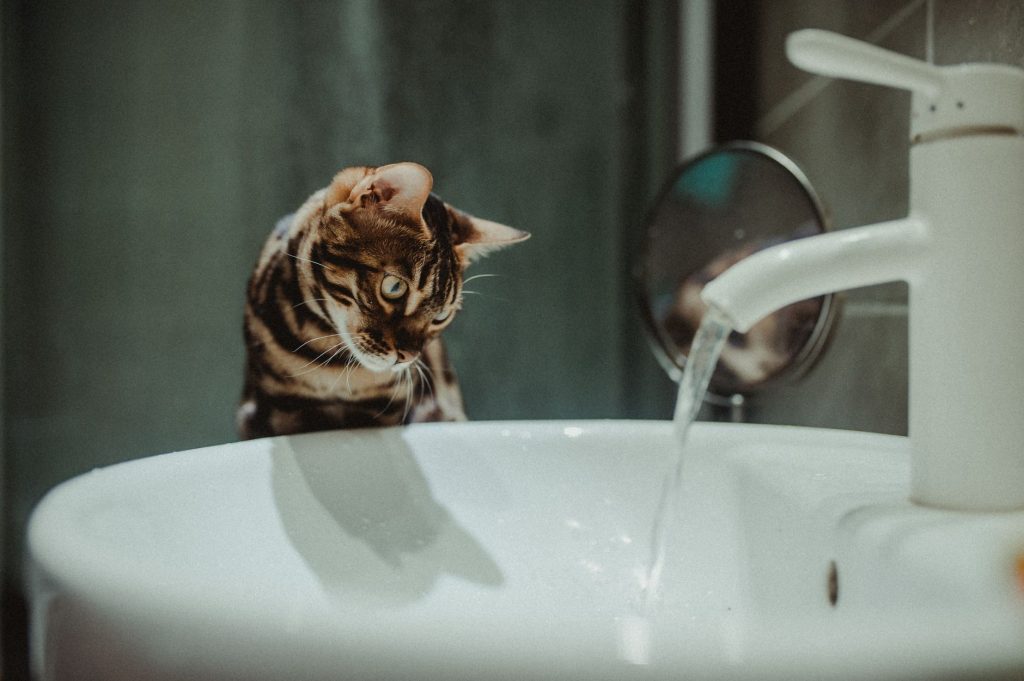Chat Bengal au pelage tacheté rappelant le léopard