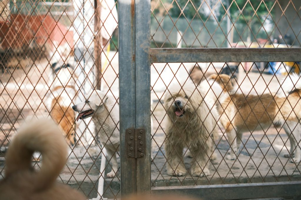 Chiens dans les box d'un refuge attendant une adoption