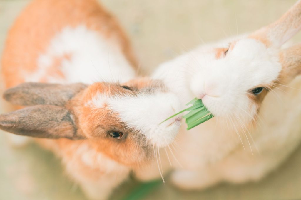 Lapin nain dans l herbe