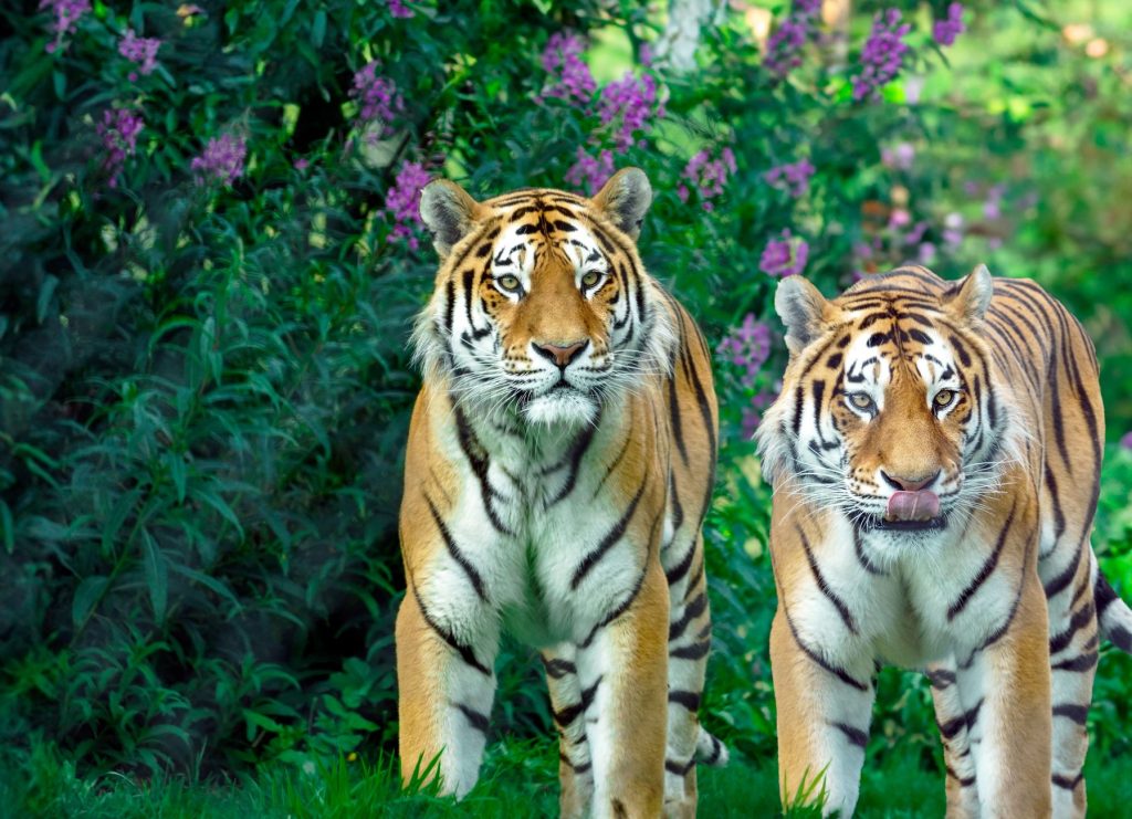 Tigre
