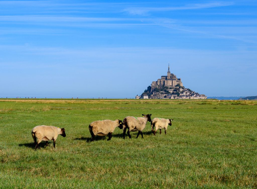 Moutons rustiques dans un paysage de lande