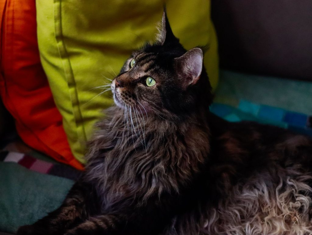 Chat Maine Coon