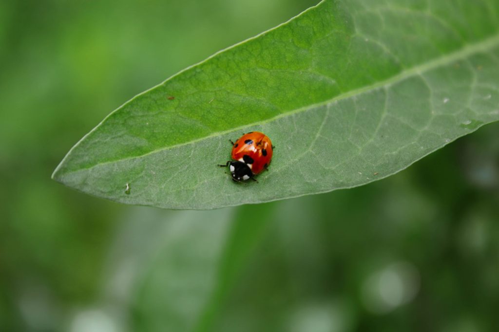 La coccinelle, redoutable prédatrice de pucerons, hiverne volontiers dans un hôtel à insectes