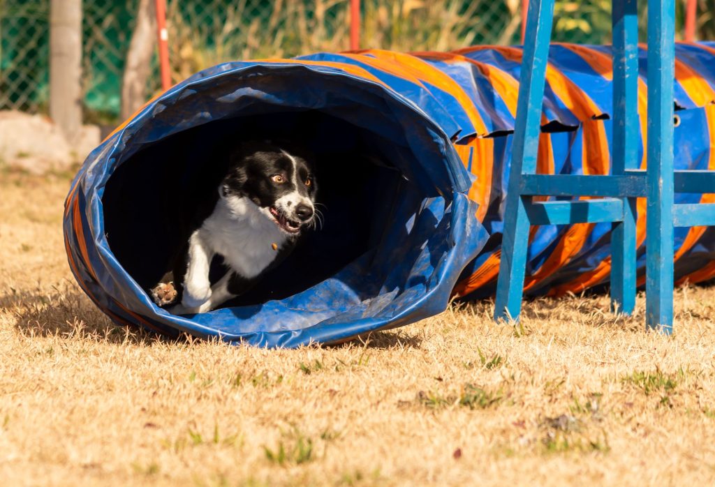 Border Collie en plein effort lors d une séance d agility