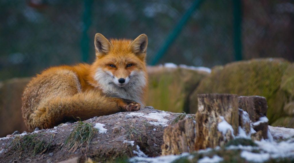 Faune sauvage