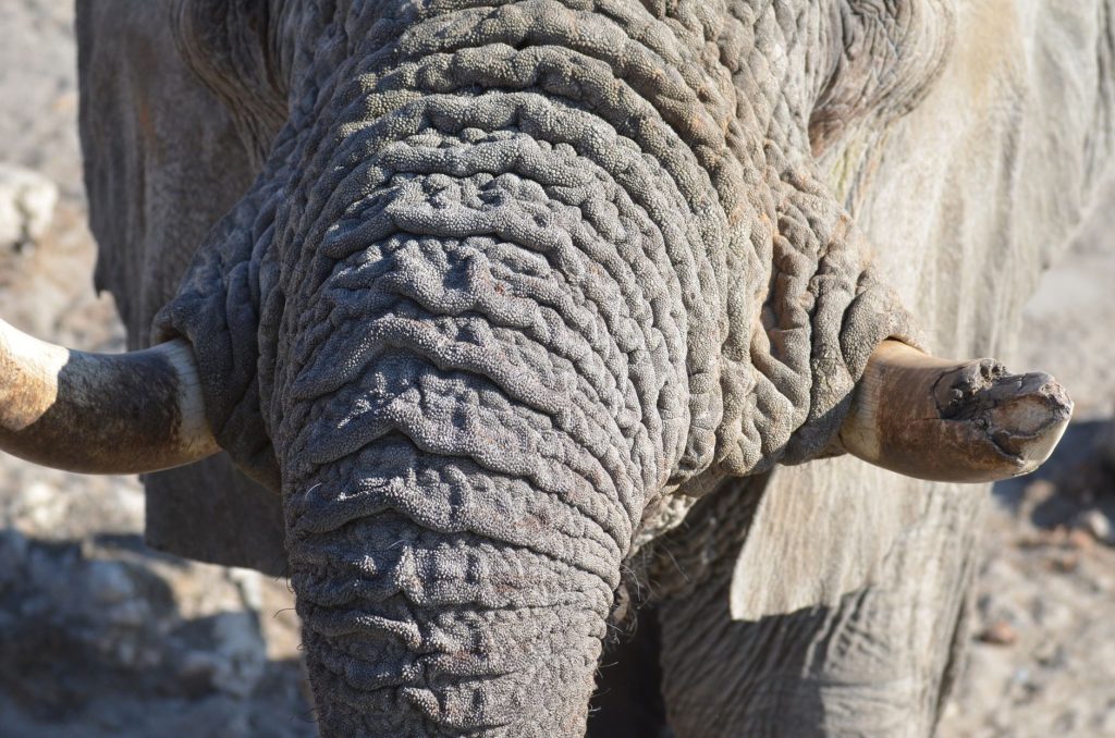 Gros plan sur la trompe et les défenses d'un éléphant d'Afrique