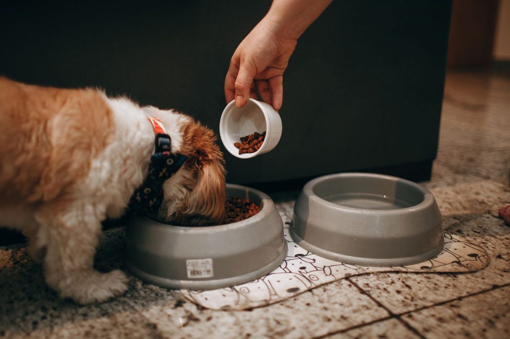 Chien qui mange dans sa gamelle