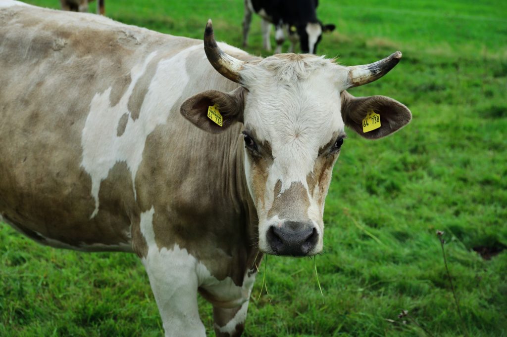 Vaches au pâturage