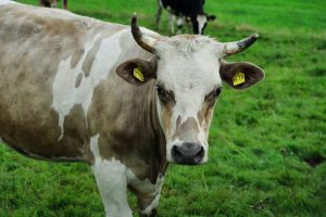 Bien-être animal : ce que dit la loi en France