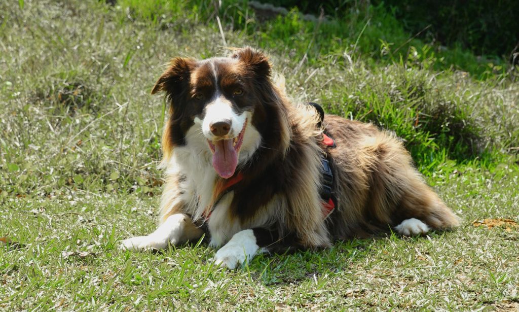 Border Collie