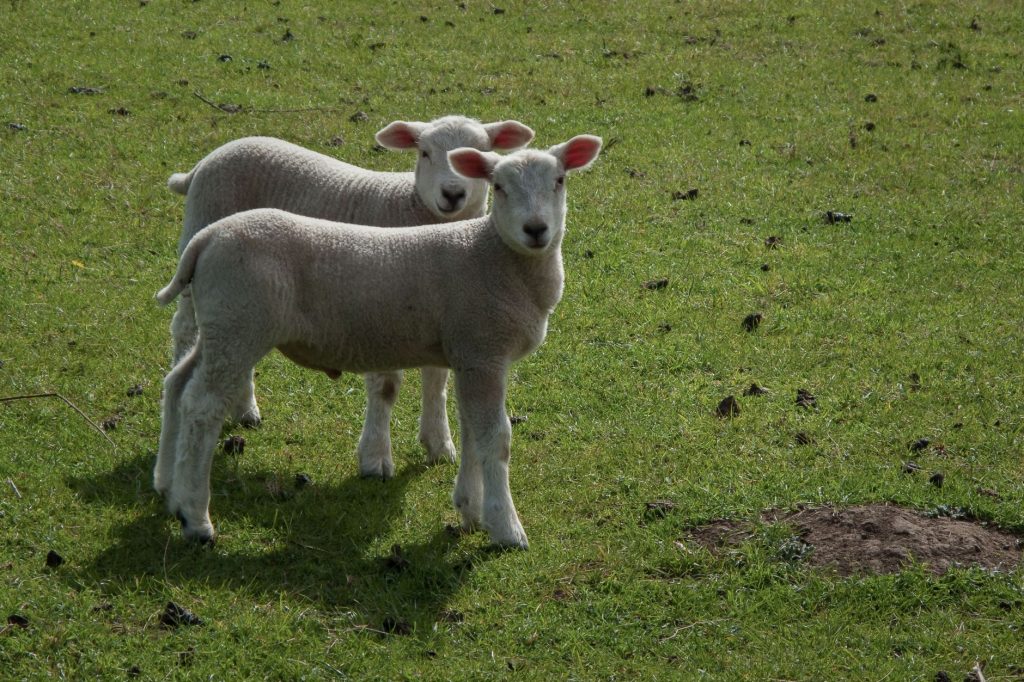 Brebis et agneau au printemps