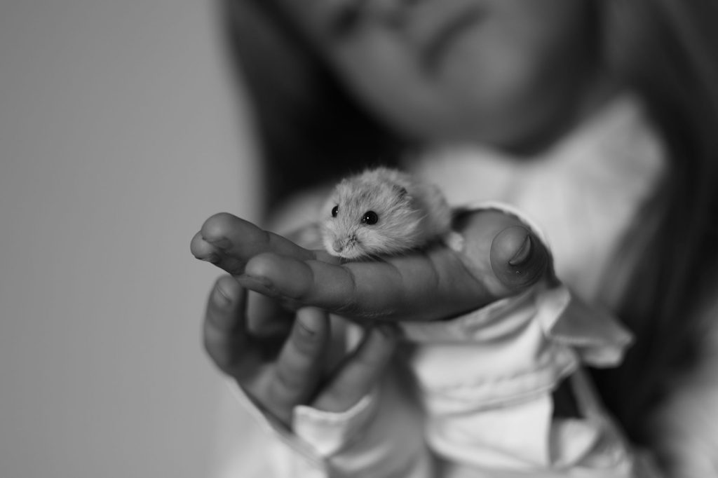Hamster