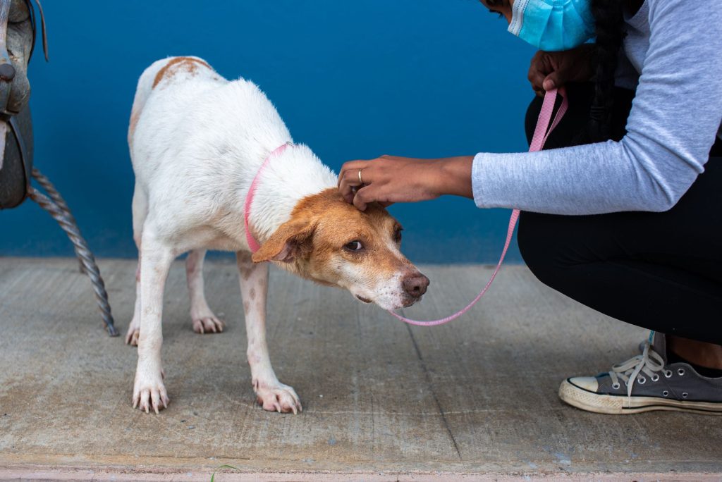 Personne caressant un chien adopté dans un refuge
