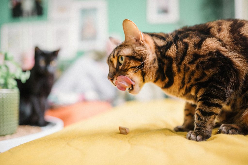 Chat Bengal allongé montrant ses rosettes
