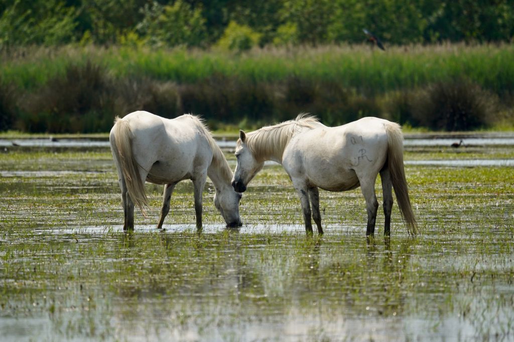 Cheval de Camargue