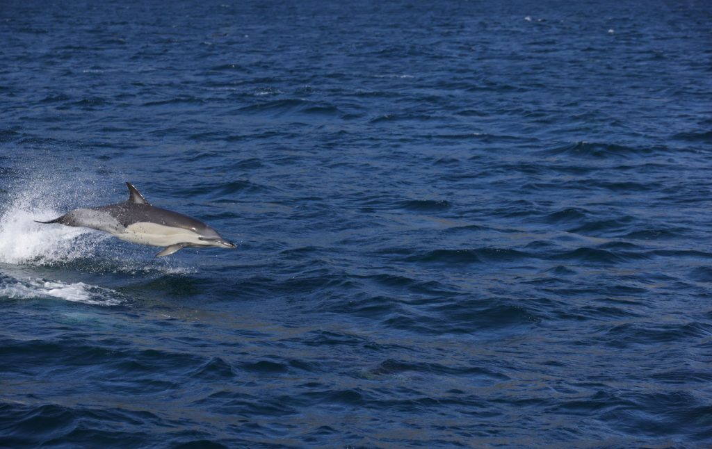 Dauphins nageant en mer