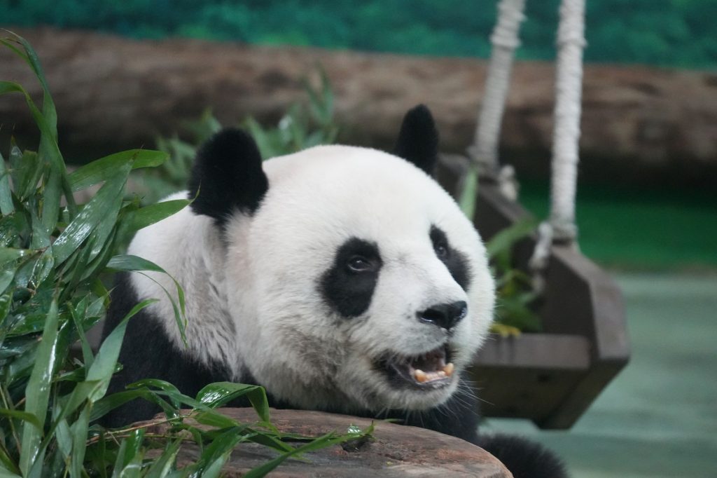 Panda géant mangeant du bambou