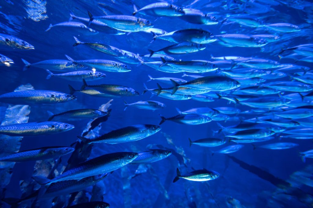 Poisson d aquarium