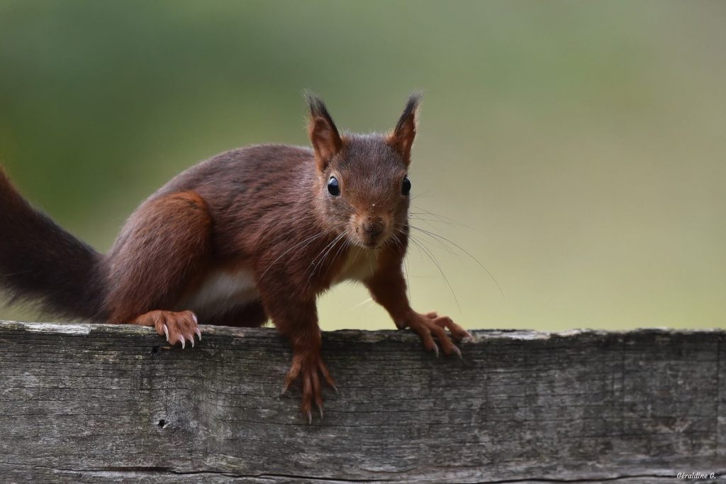 Écureuil roux (Sciurus vulgaris) dans son milieu naturel