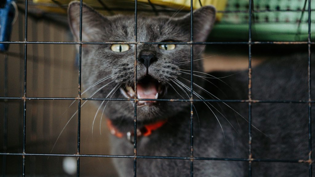 Chat attendant l'adoption dans une cage de refuge animalier