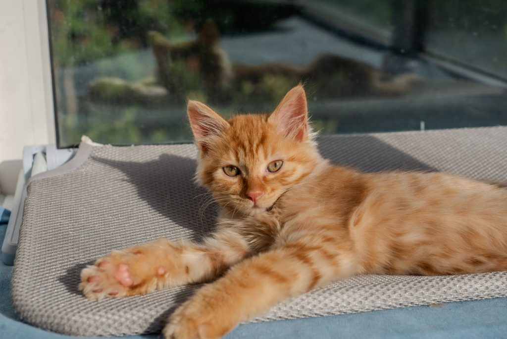 Chaton Maine Coon