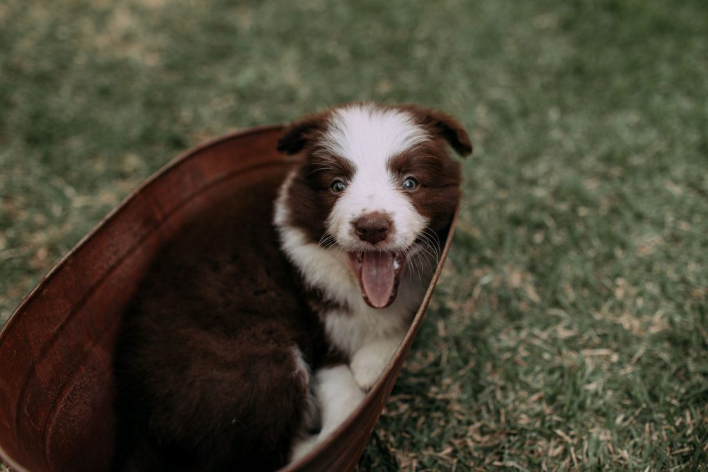 Chiot Border Collie découvrant son environnement