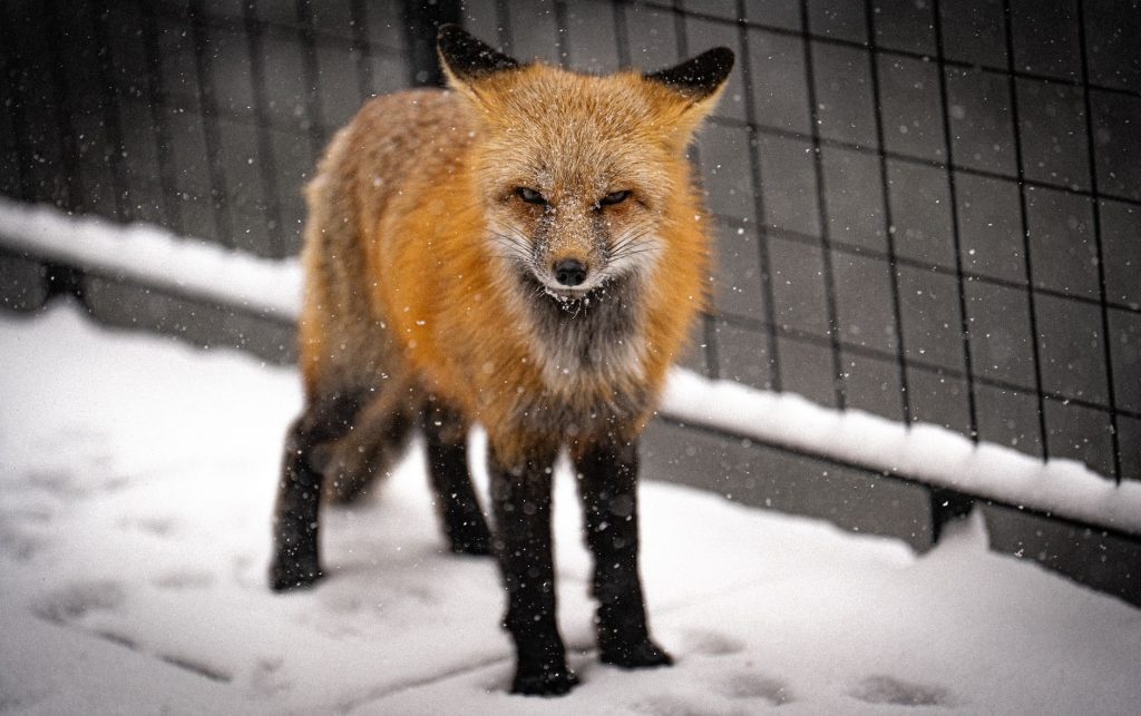 Renard roux dans la neige