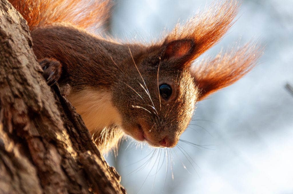 Écureuil roux aux pinceaux d'oreilles sur une branche
