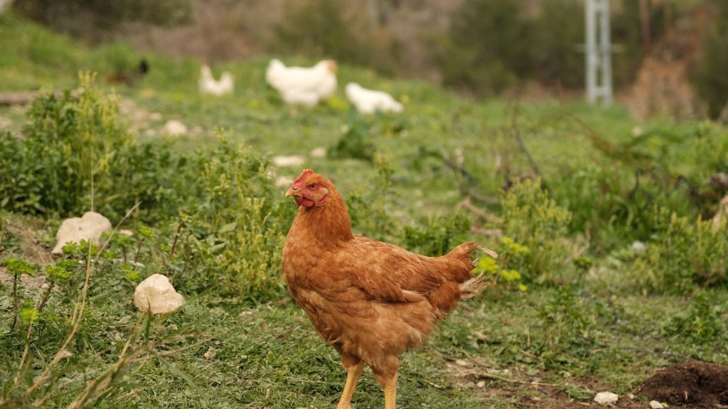 Poule rousse