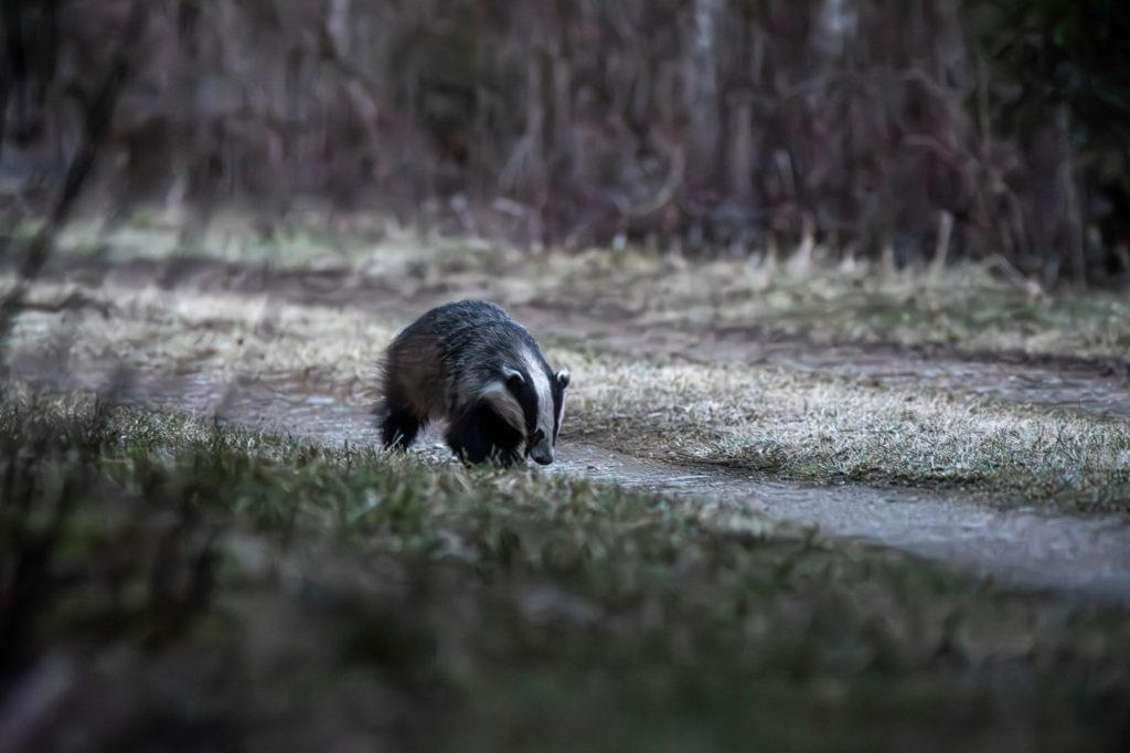 Blaireau européen dans son milieu forestier