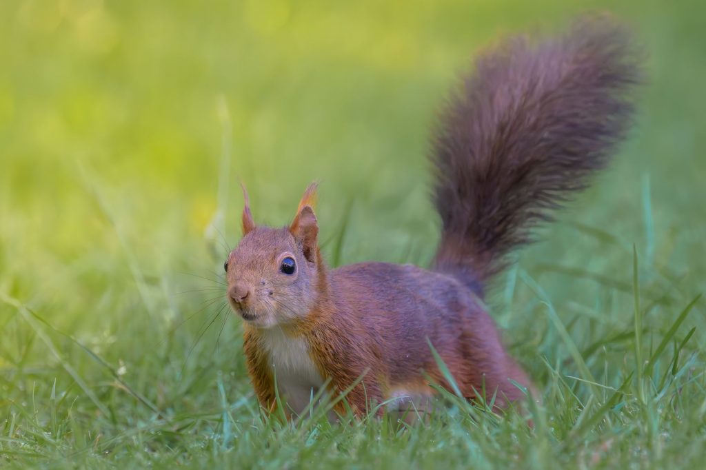Écureuil roux dans son habitat forestier