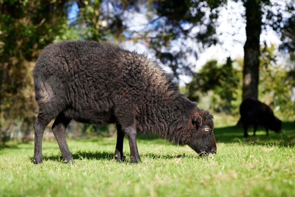 Mouton d'Ouessant noir au pâturage