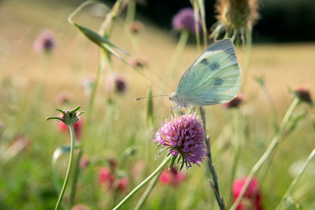 Papillon