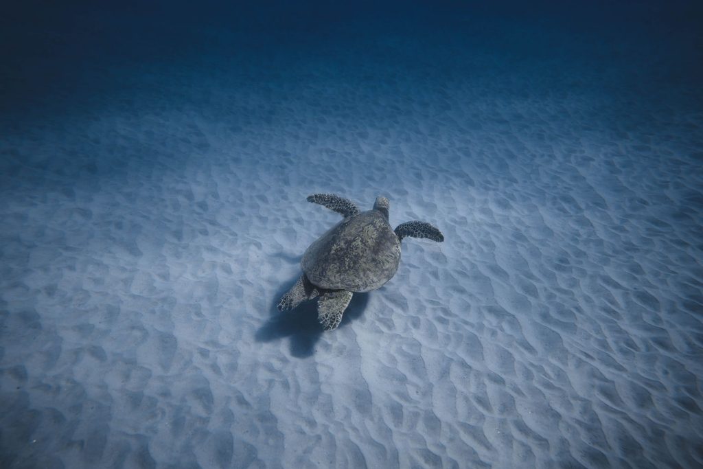 Tortue marine